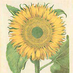 Basilius Besler, Sunflower BE9